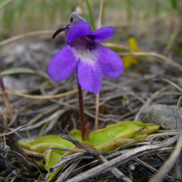 Common Butterwort Seeds 