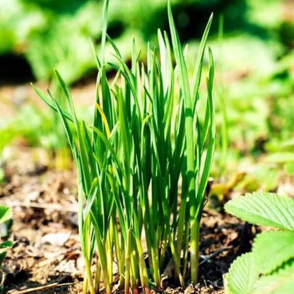 Common Chives Seeds - Heirloom Herbal Plant for Home Gardens
