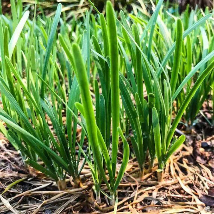 Common Chives Seeds - Heirloom Herbal Plant for Home Gardens