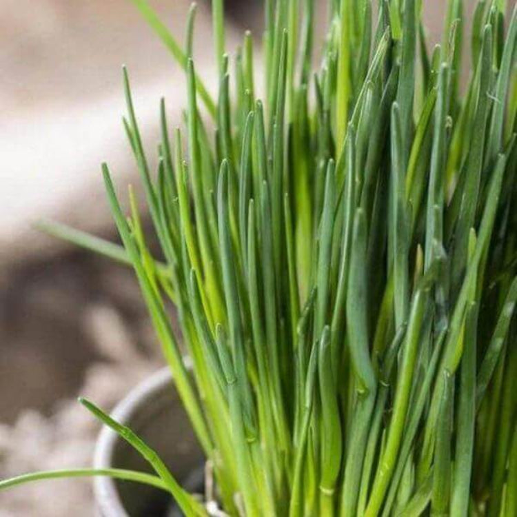 Common Chives Seeds - Heirloom Herbal Plant for Home Gardens