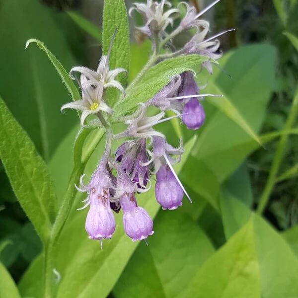 Common Comfrey Seeds