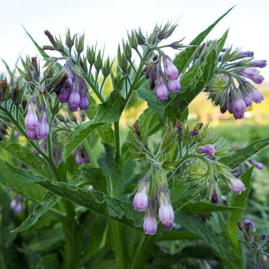 Common Comfrey Seeds