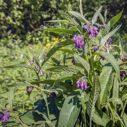 Common Comfrey Seeds