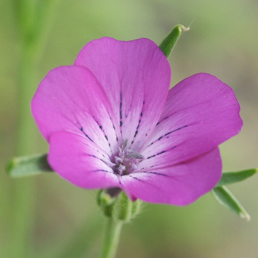 Common Corncockle Seeds