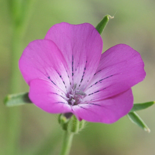Common Corncockle Seeds