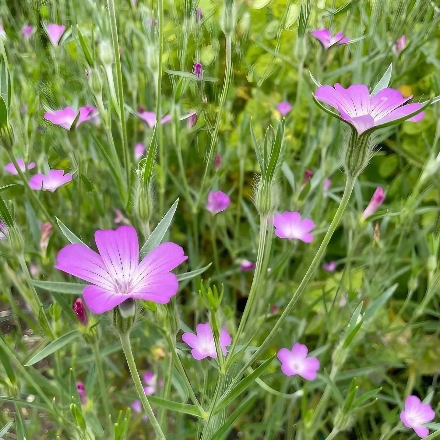 Common Corncockle Seeds