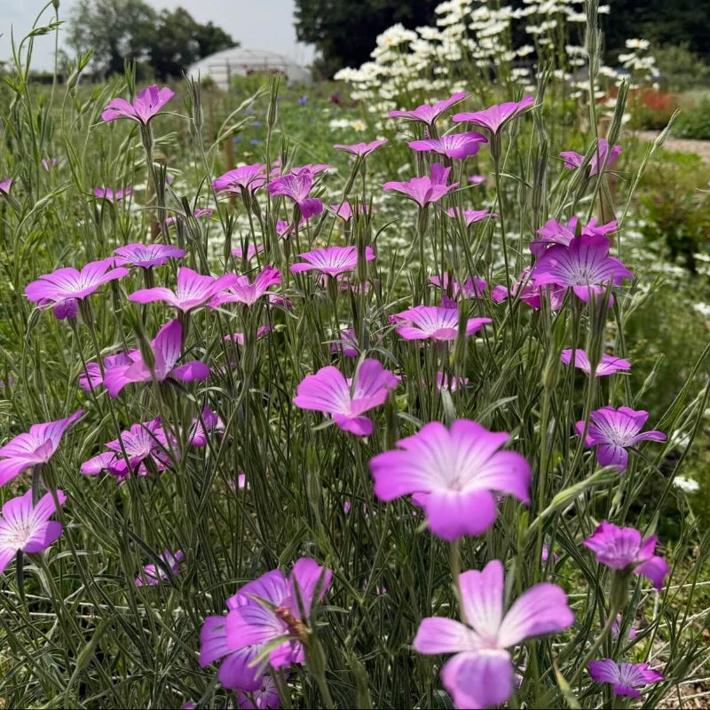 Common Corncockle Seeds