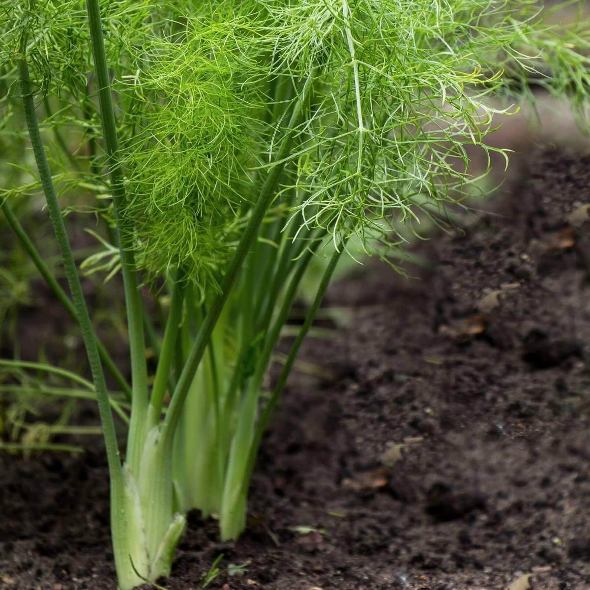 Common Fennel Seeds - Herbal Plant