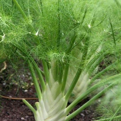 Common Fennel Seeds - Herbal Plant