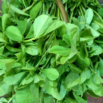 Common Fenugreek Seeds