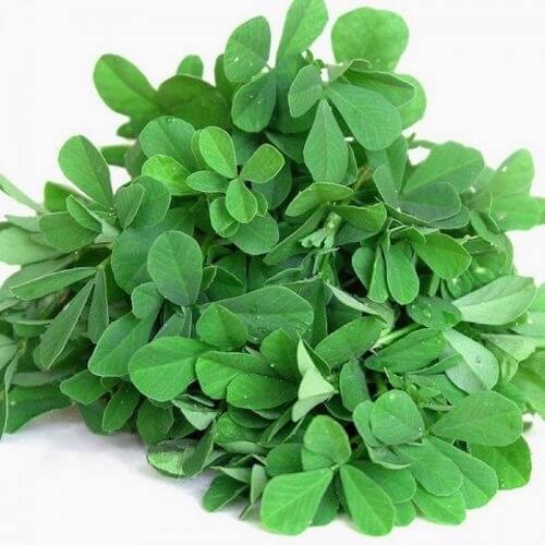 Common Fenugreek Seeds