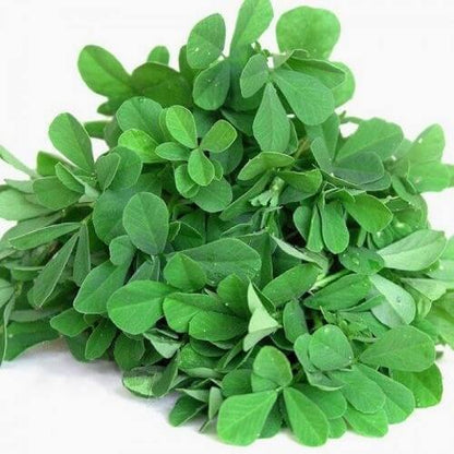 Common Fenugreek Seeds
