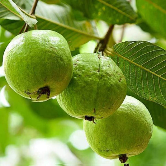 Common Guava Seeds - Fruit Plant for Home Gardens