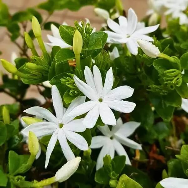 Common Jasmine Seeds