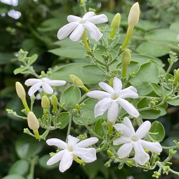 Common Jasmine Seeds