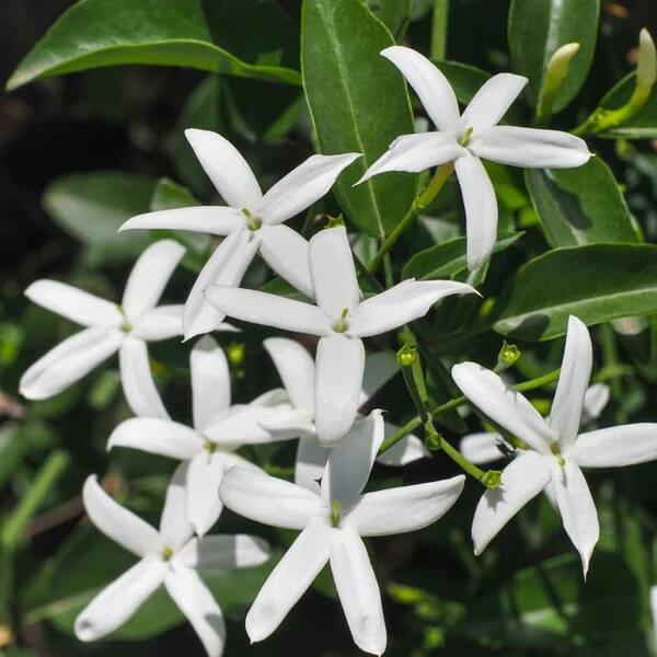 Common Jasmine Seeds