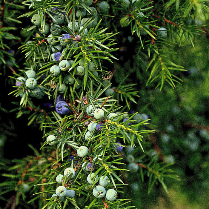 Common Juniper Seeds - Tree Seeds for Home Gardens