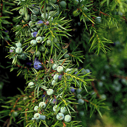 Common Juniper Seeds - Tree Seeds for Home Gardens
