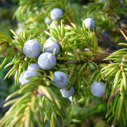 Common Juniper Seeds - Tree Seeds for Home Gardens
