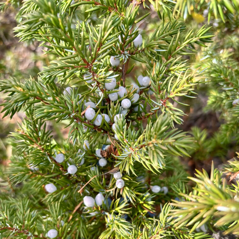 Common Juniper Seeds - Tree Seeds for Home Gardens