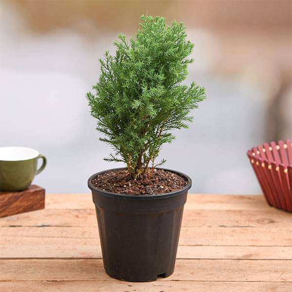 Common Juniper Seeds - Tree Seeds for Home Gardens