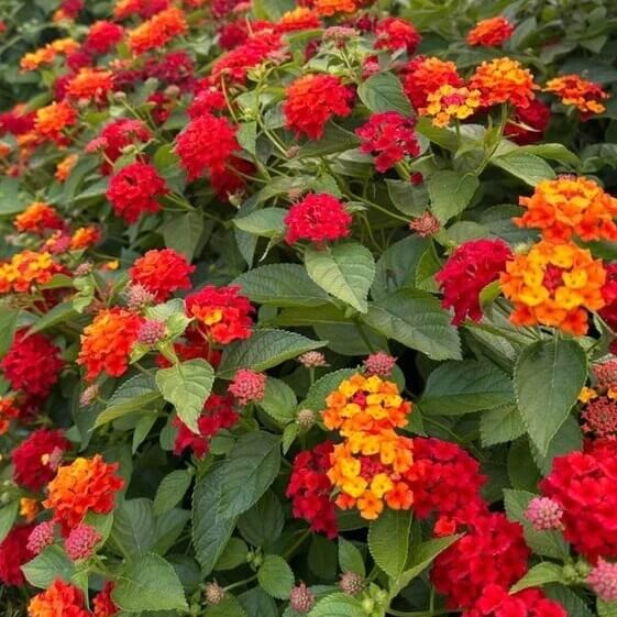 Common Lantana Seeds 