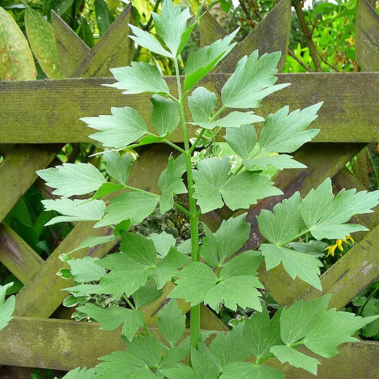 Common Lovage Seeds