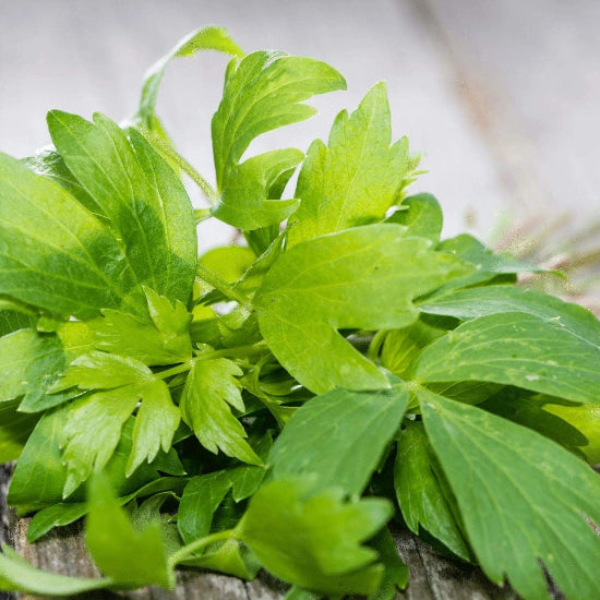 Common Lovage Seeds