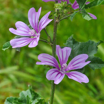 Common Mallow Seeds - Heirloom Flower Plant for Home Gardens