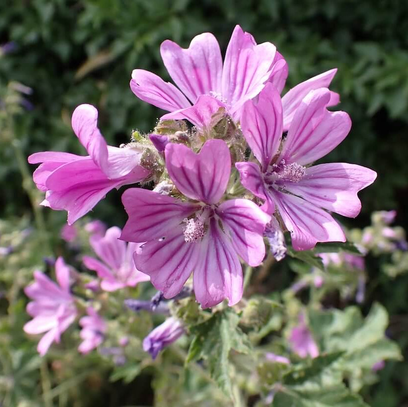 Common Mallow Seeds - Heirloom Flower Plant for Home Gardens