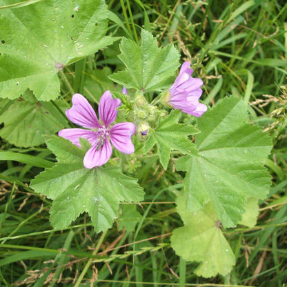 Common Mallow Seeds - Heirloom Flower Plant for Home Gardens