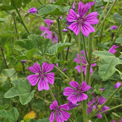 Common Mallow Seeds - Heirloom Flower Plant for Home Gardens