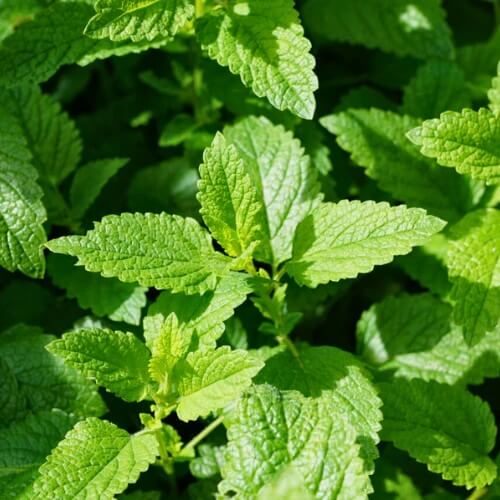 Common Mint Seeds - Herbal Plant