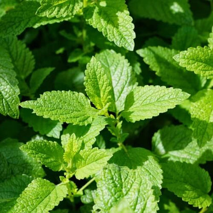 Common Mint Seeds - Herbal Plant
