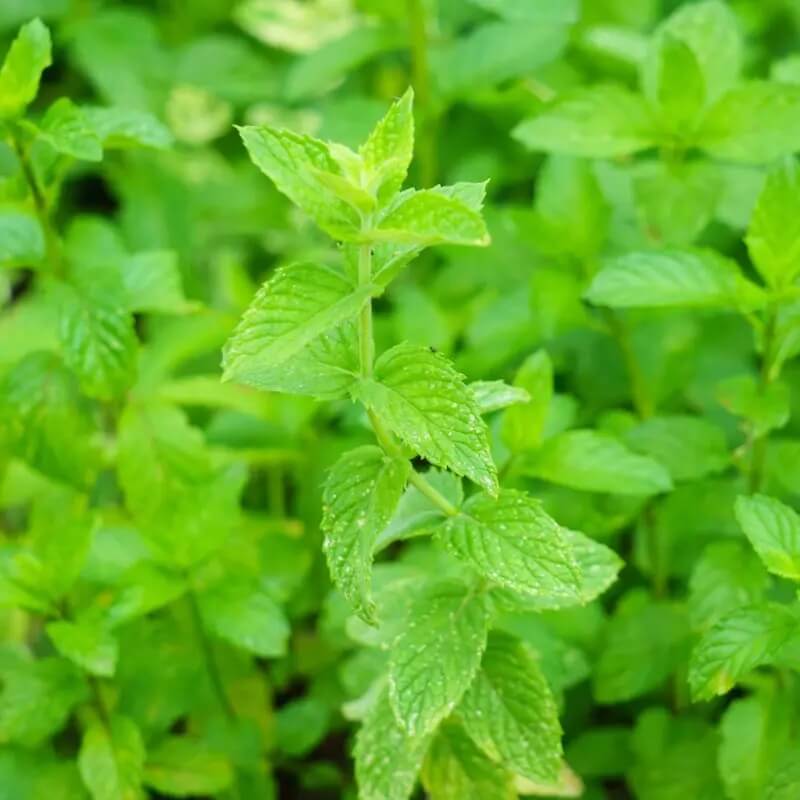 Common Mint Seeds - Herbal Plant