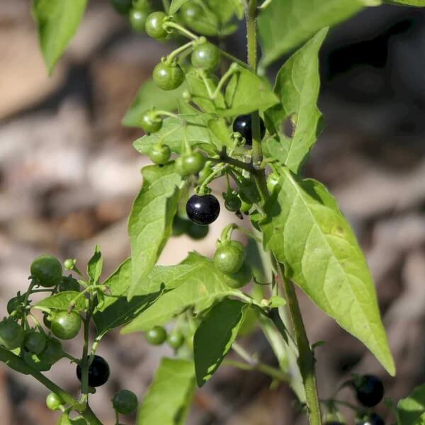 Common Nightshade seeds