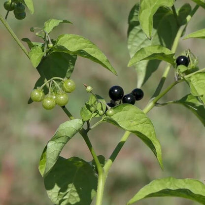 Common Nightshade seeds