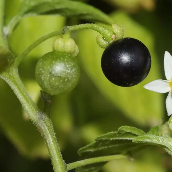 Common Nightshade seeds