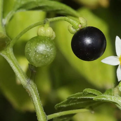 Common Nightshade seeds
