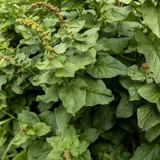 Common Orache Seeds