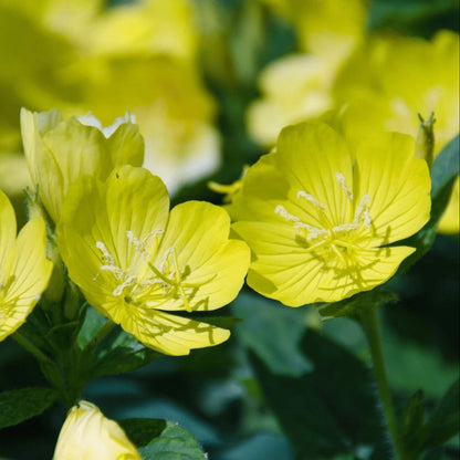 Common Primrose Seeds - Flower Plant
