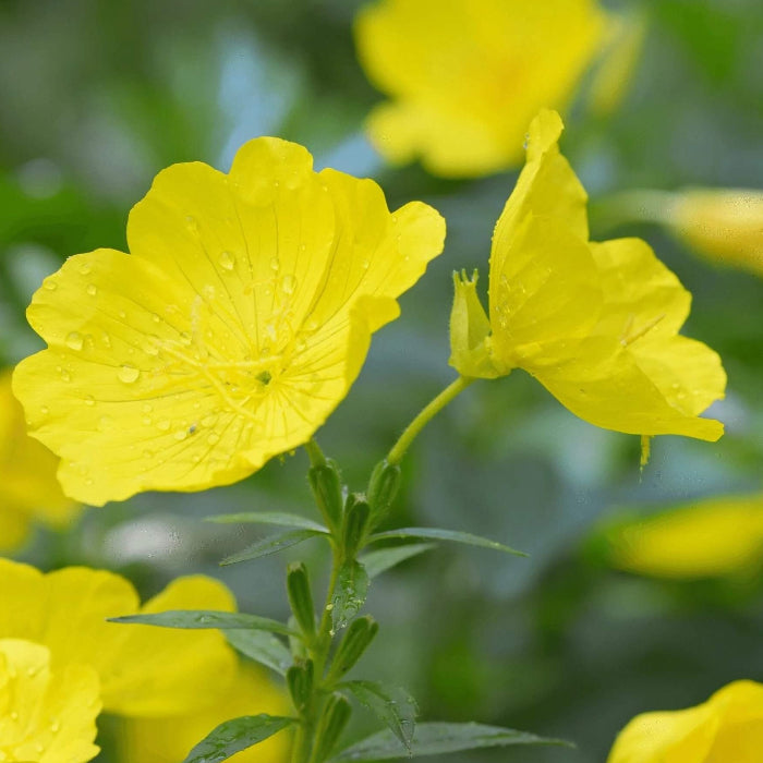 Common Primrose Seeds - Flower Plant