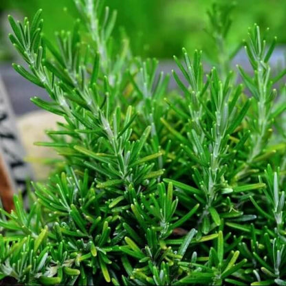 Common Rosemary Seeds - Heirloom Herbal Plant for Home Gardens