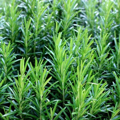 Common Rosemary Seeds - Heirloom Herbal Plant for Home Gardens