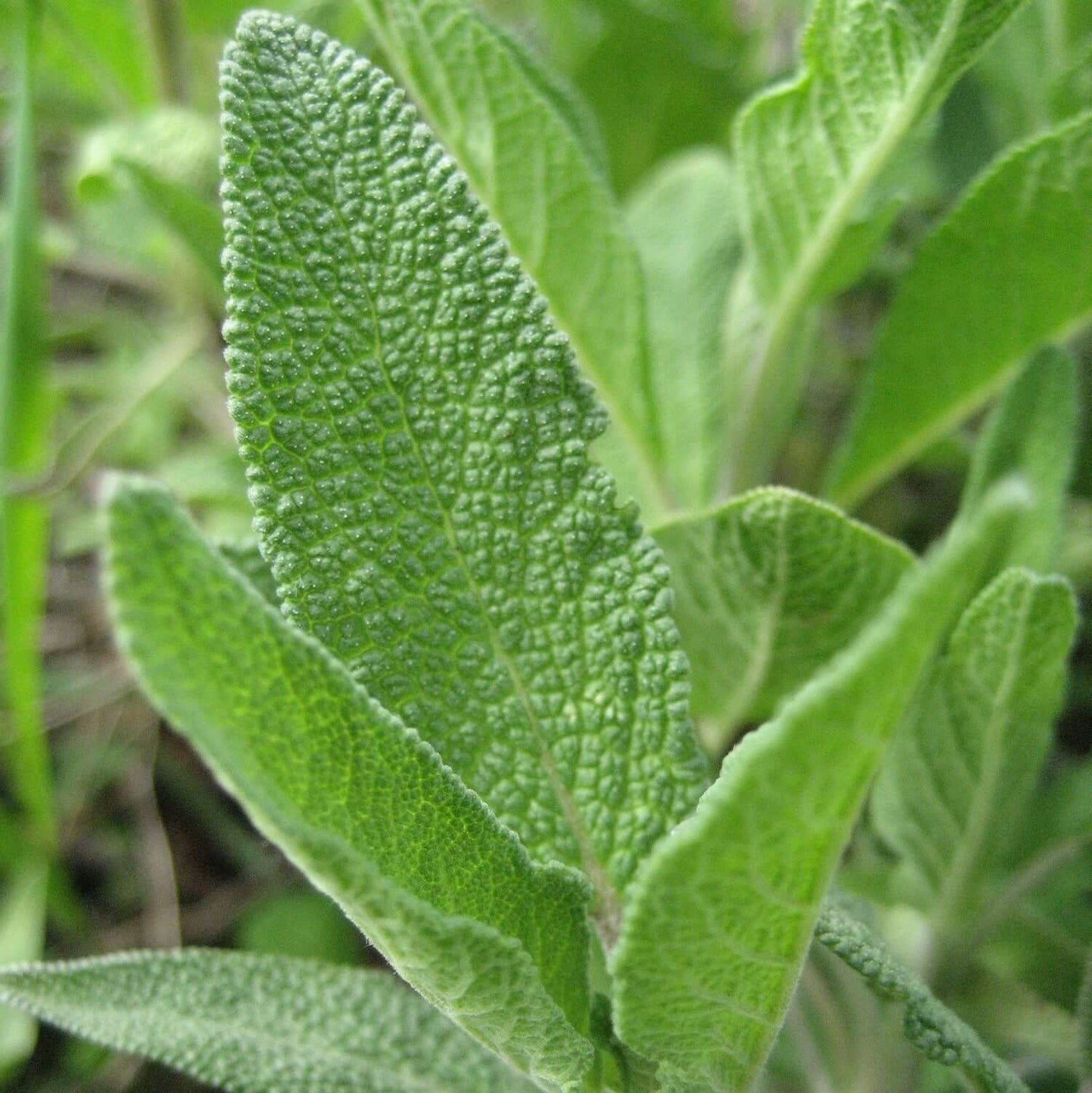 Common Sage Seeds - Vegetable Plant