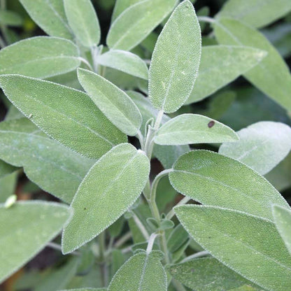 Common Sage Seeds - Vegetable Plant
