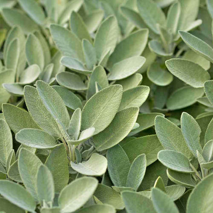 Common Sage Seeds - Vegetable Plant