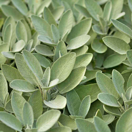 Common Sage Seeds - Vegetable Plant