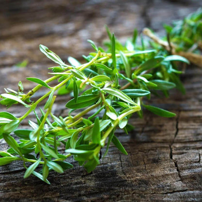 Common Savory Seeds