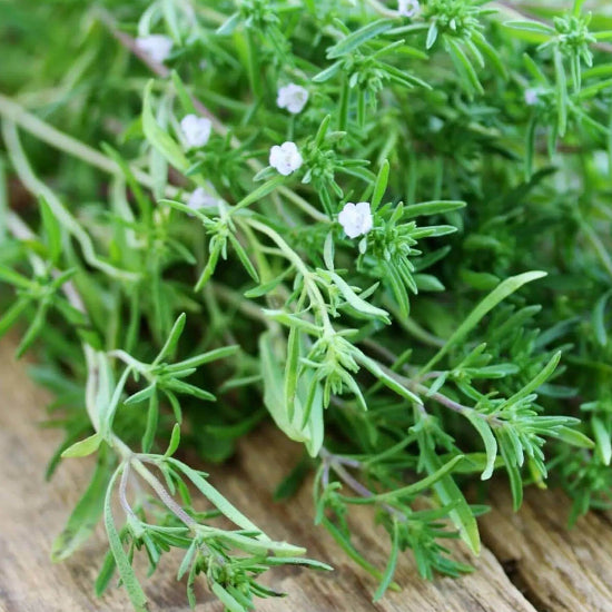 Common Savory Seeds